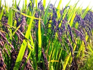 Kon Tum: Chọn lọc giống nếp than năng suất cao